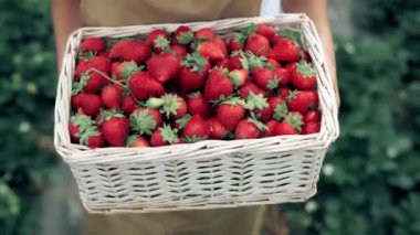 Sepette taze çilek taşıyan bir kadın..