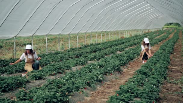 温室で熟したイチゴの収穫を集める女性. — ストック動画