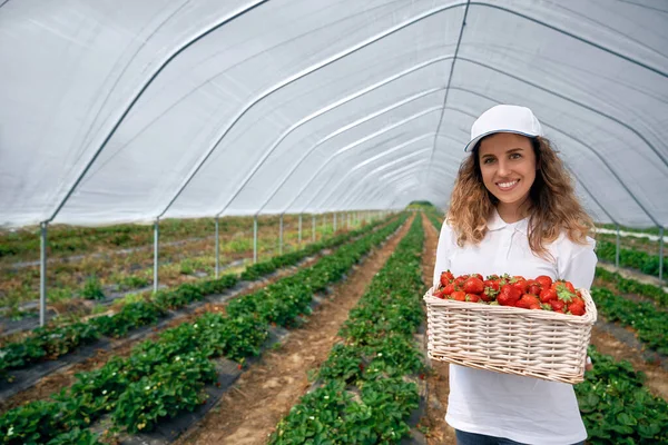 컬리 브루 네트는 딸기가 담긴 큰 바구니를 들고 있습니다. — 스톡 사진