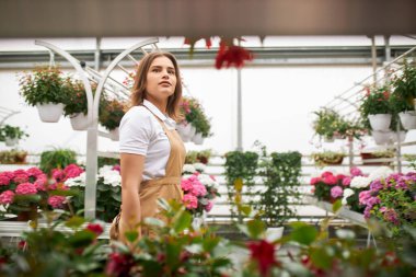 Seradaki çeşitli bitkilerle ilgilenen kadın çiçekçi.