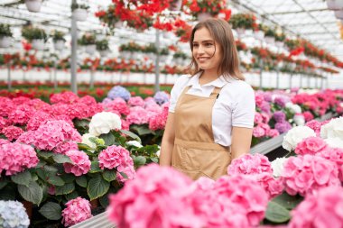 Önlüklü gülümseyen kadın ortancayla ilgileniyor.