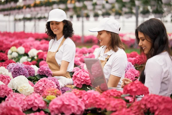 Female manager using laptop while florist planting hydrangea — Stock Photo, Image