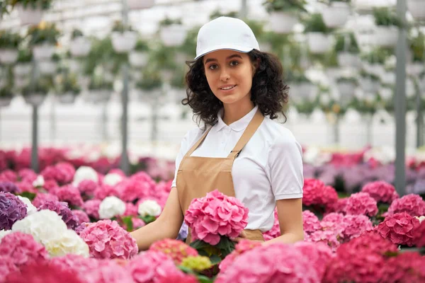 Young woman in apron arranging pots with colorful hydrangea — Stock Photo, Image