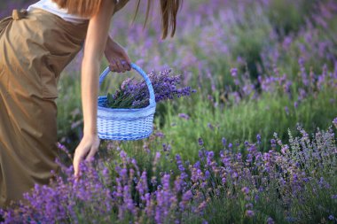Sepet taşıyan, lavanta tarlasında tanınmayan bir kız..