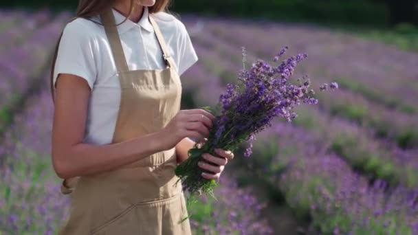 Невпізнавана дівчина збирає квіти лаванди в полі . — стокове відео