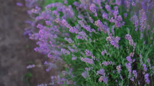 Violette bloeiende lavendelvlekken op het platteland landbouwgrond. — Stockvideo