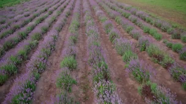 보라색 꽃 이 만 발 한 라벤더 밭의 끝없는 반점. — 비디오