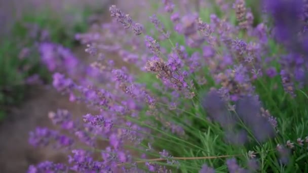 Parches púrpura en el campo de la lavanda floreciente. — Vídeos de Stock