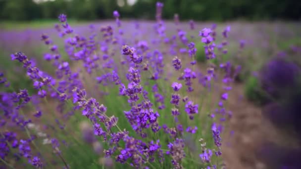 Patchs violets dans le champ de lavande en fleurs. — Video