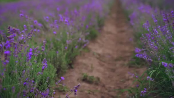 Violette bloeiende lavendelvlekken op het platteland landbouwgrond. — Stockvideo