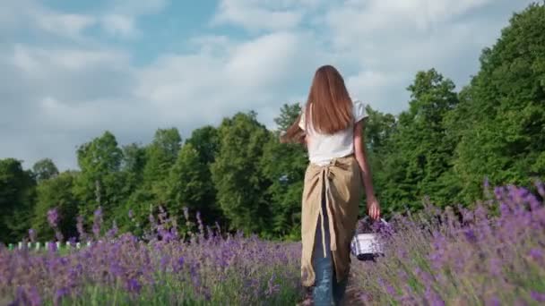 Mujer irreconocible caminando con cesta, campo de lavanda. — Vídeos de Stock