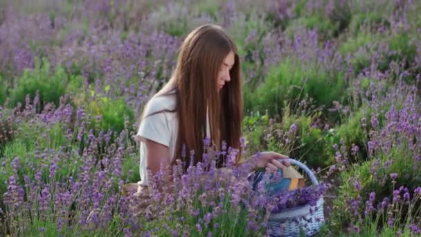 Lächelndes Bauernmädchen sammelt Blumen im Lavendelfeld. — Stockvideo