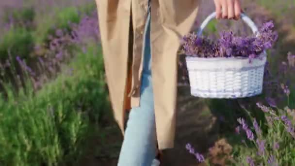 Unrecognizable woman walking with basket, lavender field. — Stock Video