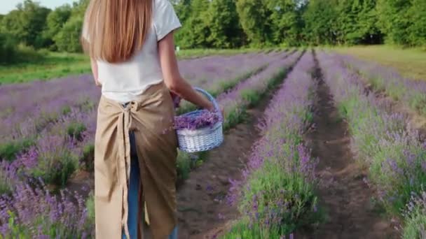 Невпізнавана жінка, що йде з кошиком, лавандовим полем . — стокове відео