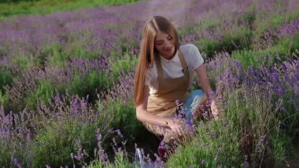 Улыбающаяся женщина собирает урожай лаванды в поле. — стоковое видео