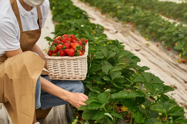 Close up of female gardener in mask picking strawberries — Stock Photo, Image