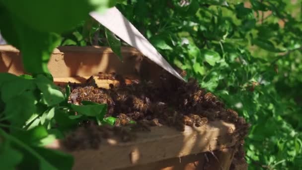 Abelhas em colmeia de madeira ao ar livre. — Vídeo de Stock