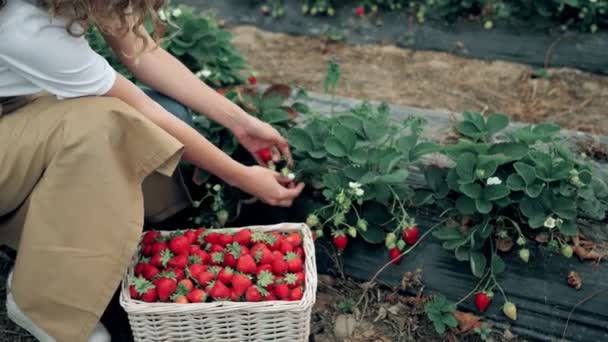 Femme cueillette savoureuse fraises fraîches mûres. — Video