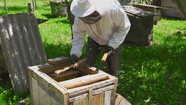 Apicultor macho que trabaja con abejas. — Vídeo de stock