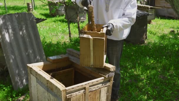 Manlig biodlare som arbetar med bin. — Stockvideo