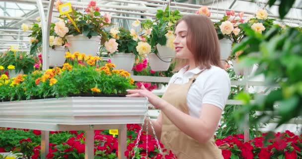 Mujer en delantal plantando flores de colores en el invernadero — Vídeo de stock