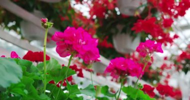 Portakalda saksılarda yetişen renkli çiçeklere yakın.