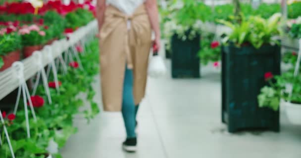 Fleuriste femelle marchant à l'orangerie avec pulvérisateur d'eau — Video