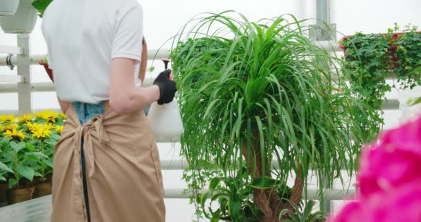 Floristería femenina rociando plantas en invernadero con agua — Vídeo de stock
