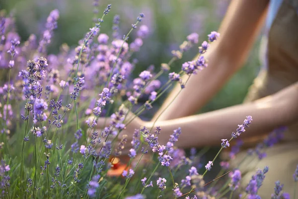 Mãos femininas coletando lavanda colheita no campo. — Fotografia de Stock