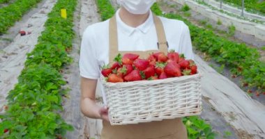 Maskeli kadın çiftçi sepetle çilek taşıyor.