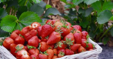 Taze olgun çileklerle dolu bir sepet.