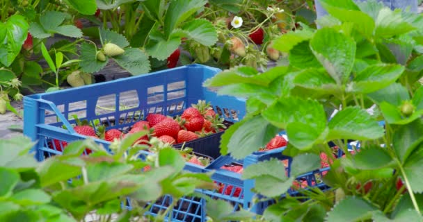 Female gardener arranging boxes with fresh strawberries — Stock Video