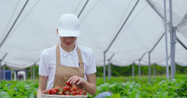 Agréable femme en uniforme cueillette des fraises à la serre — Video