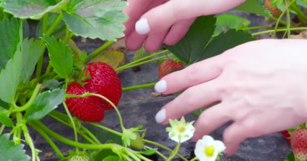 Zbliżenie żeńskich rąk zbierających dojrzałe organiczne truskawki — Wideo stockowe