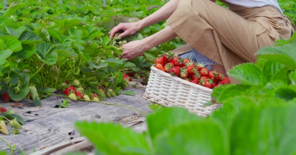 Giardiniere femminile raccolta di fragole biologiche mature — Video Stock