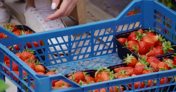 Zbliżenie żeńskich rąk układanie pudełek z truskawkami — Wideo stockowe