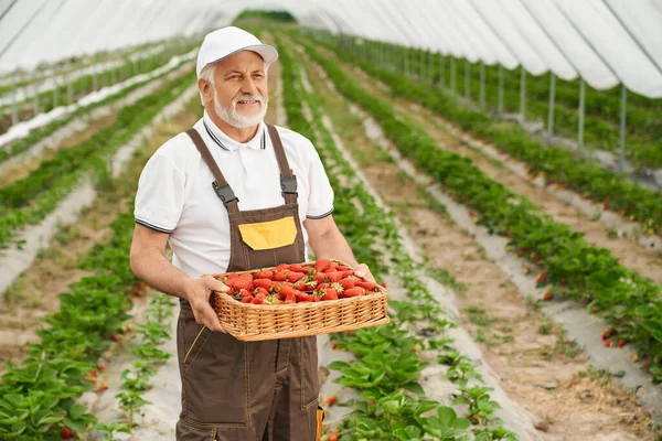 Leende äldre man som håller mogna saftiga jordgubbar. — Stockfoto