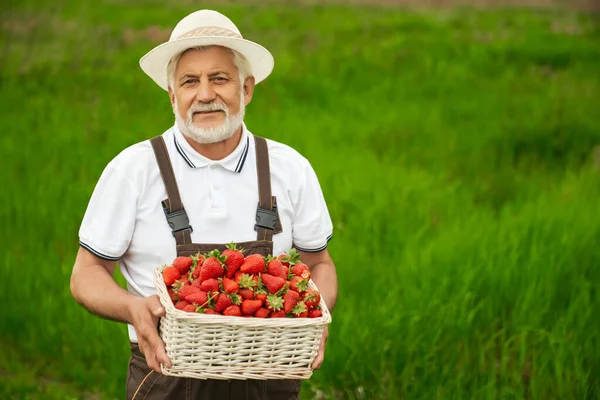 Åldrad man står på fältet med korg av jordgubbar — Stockfoto