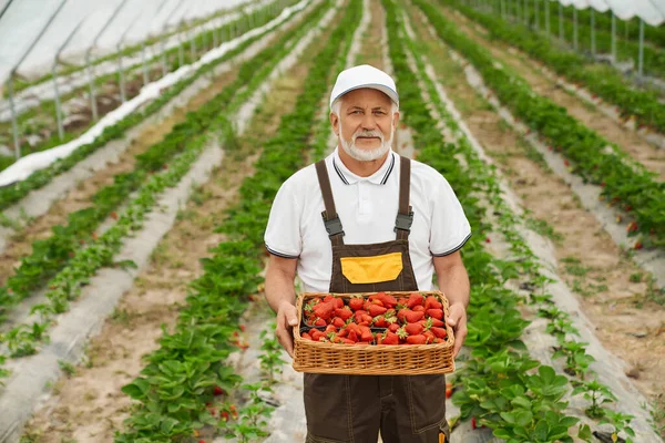 Senior man håller söt korg med jordgubbe. — Stockfoto