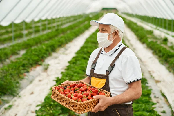 Senior man håller korg med mogna röda jordgubbar. — Stockfoto