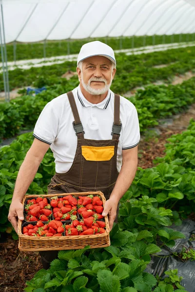 Senior man skördar mogna röda jordgubbar i korg. — Stockfoto