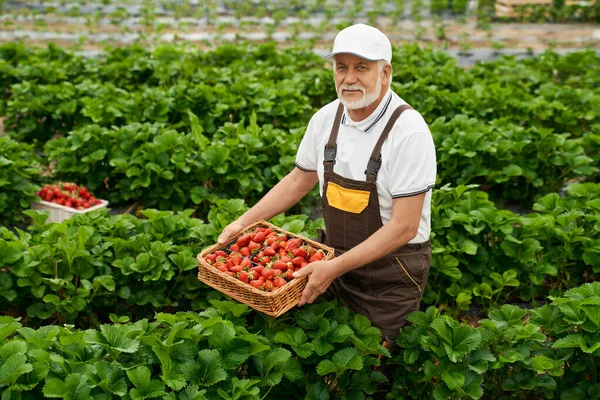 Senior man skördar goda mogna röda jordgubbar i korg. — Stockfoto