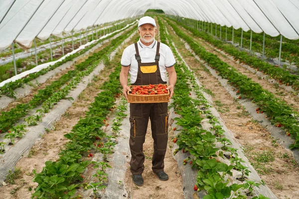 Mogen trädgårdsmästare med korg full av färska jordgubbar — Stockfoto