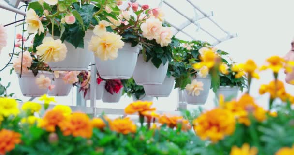 Mujer linda disfrutando de flores mientras pasar tiempo en invernadero. — Vídeo de stock