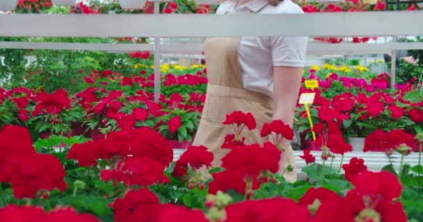 Mujer tocar y elegir flores mientras camina en invernadero. — Vídeos de Stock