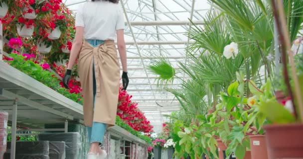 Mujer linda trabajando en invernadero grande moderno con flores. — Vídeos de Stock