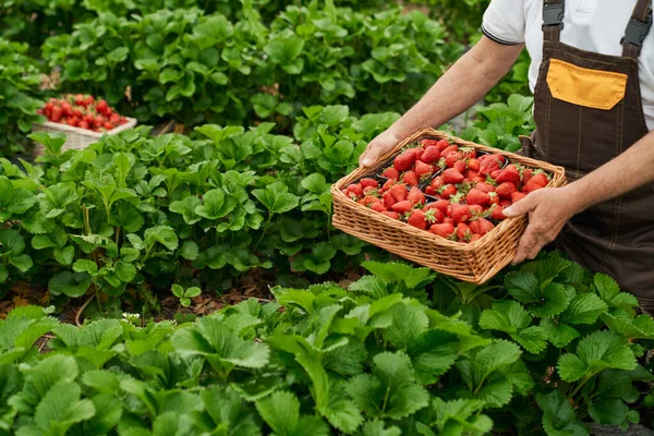 Närbild av senior trädgårdsmästare cking mogna jordgubbar — Stockfoto