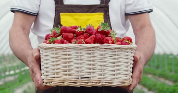 Homme mûr tenant panier avec fraises fraîchement mûries — Video