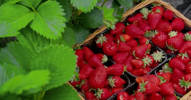 Panier en osier plein de fraises fraîchement cueillies — Video