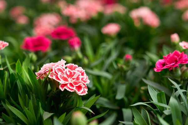 Green plants with beautiful pink flowers on fresh air. Royalty Free Stock Photos